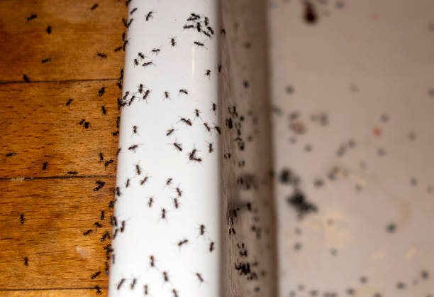 Wasp Removal Services in Kemp, TX