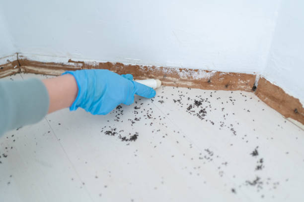 Best Best Pest Control Companies  in Kemp, TX